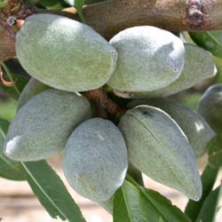 Almond tree